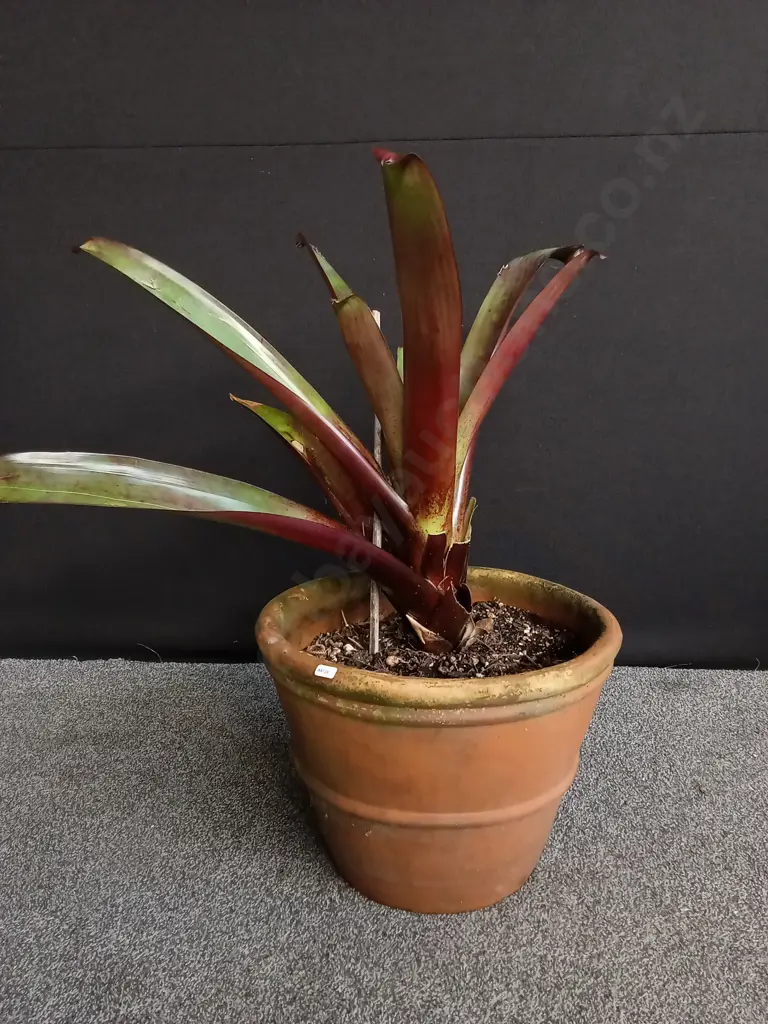 LARGE POTTED GIANT BROMELIAD Image 1++