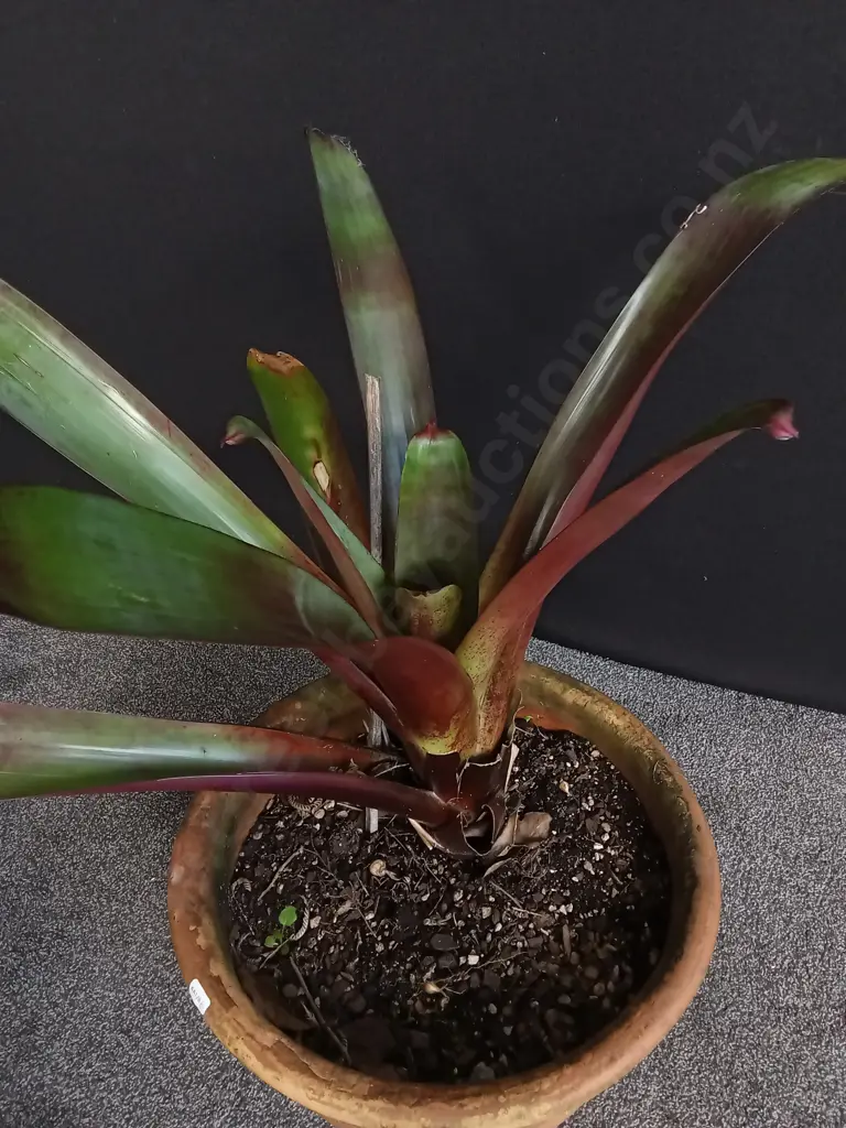 LARGE POTTED GIANT BROMELIAD Image 1++