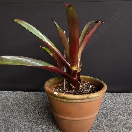 LARGE POTTED GIANT BROMELIAD