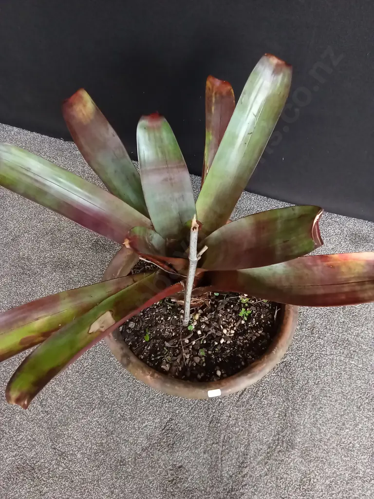 LARGE POTTED IMPERIAL BROMELIAD Image 1++