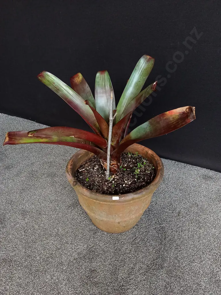LARGE POTTED IMPERIAL BROMELIAD Image 1++