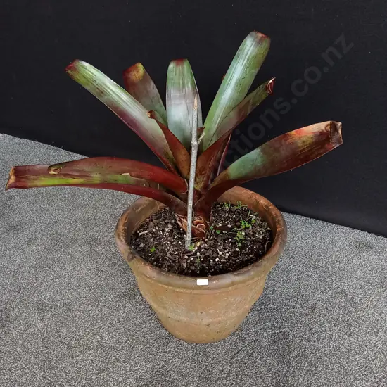 LARGE POTTED IMPERIAL BROMELIAD