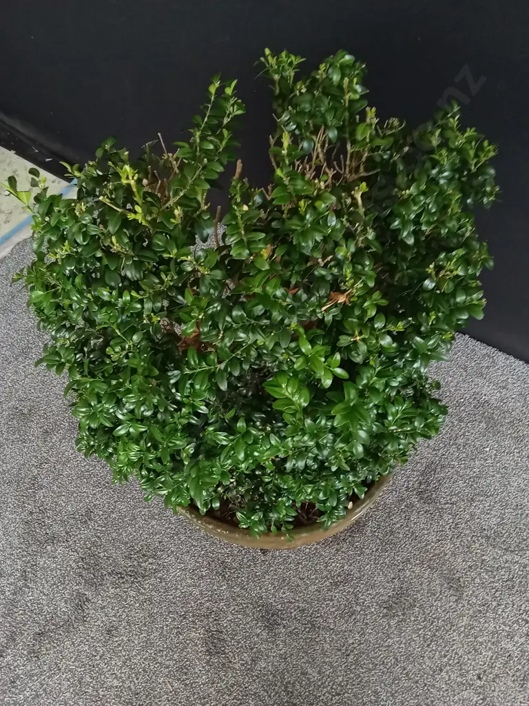 POTTED BUXUS PLANT Image 1++