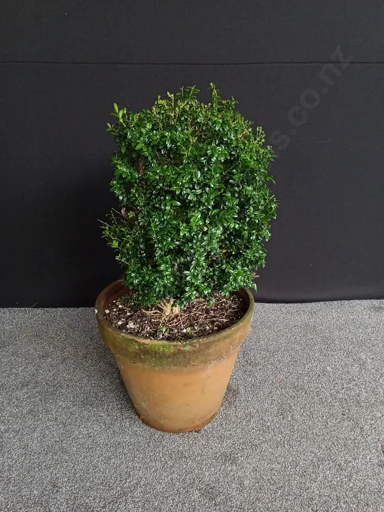 POTTED BUXUS PLANT Image 1++