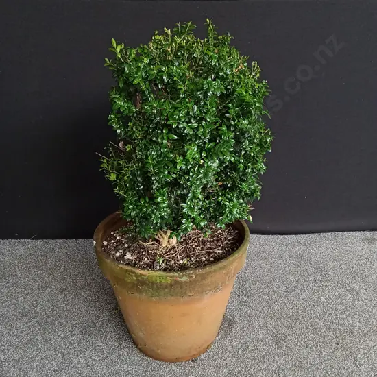 POTTED BUXUS PLANT