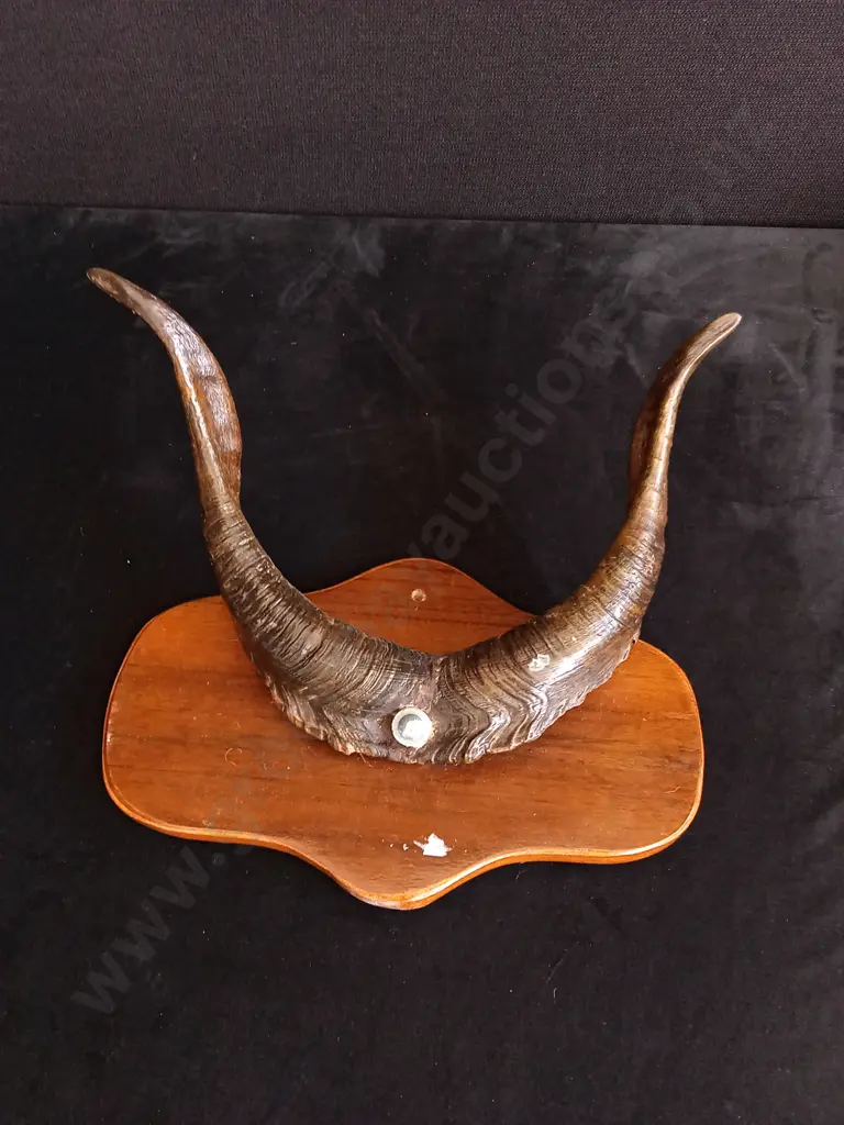 GAZELLE ANTLERS TAXIDERMY MOUNT Image 1++