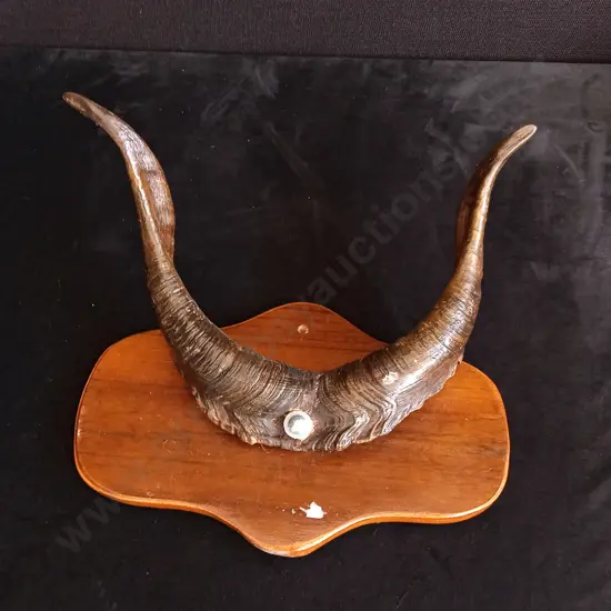 GAZELLE ANTLERS TAXIDERMY MOUNT
