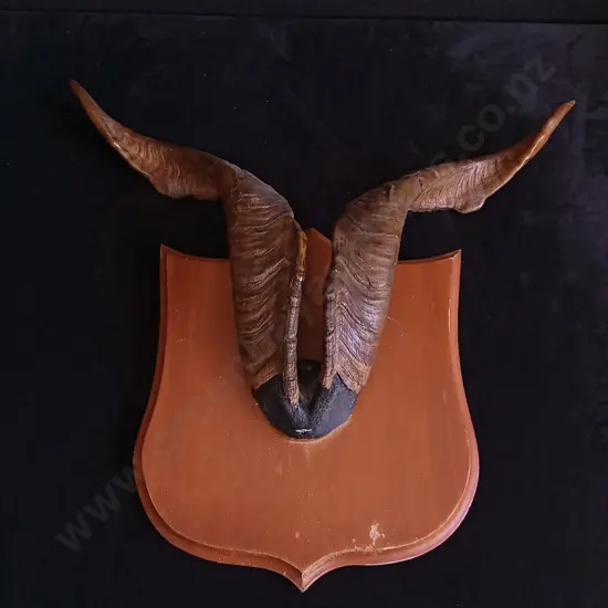 CATALINA GOAT HORN TAXIDERMY MOUNT