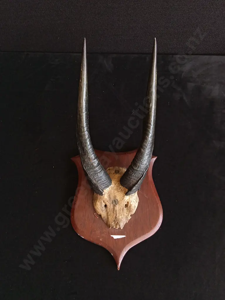 ANTELOPE HORNS TAXIDERMY MOUNT Image 1++