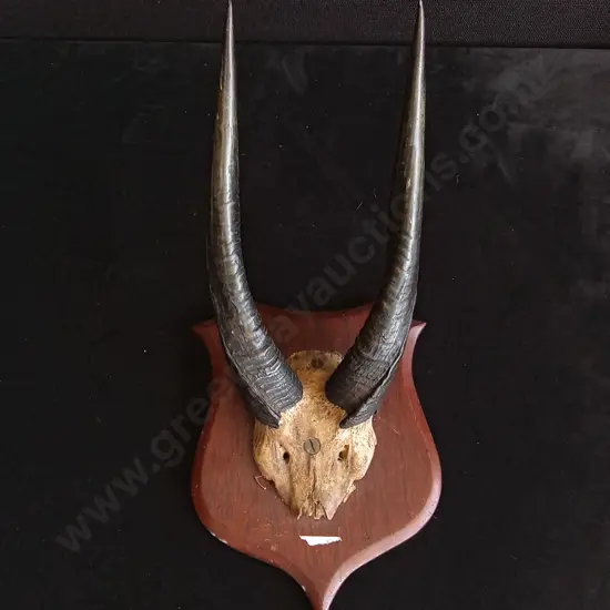 ANTELOPE HORNS TAXIDERMY MOUNT