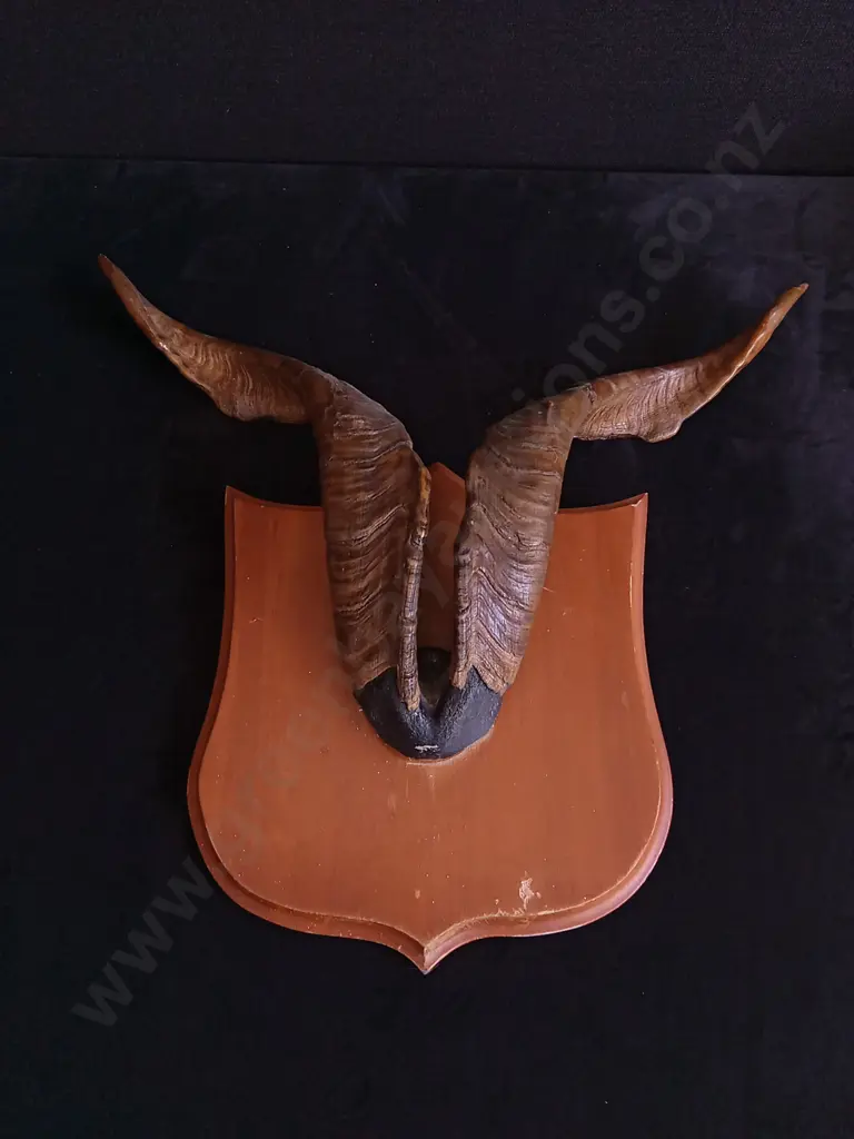 CATALINA GOAT HORN TAXIDERMY MOUNT Image 1++