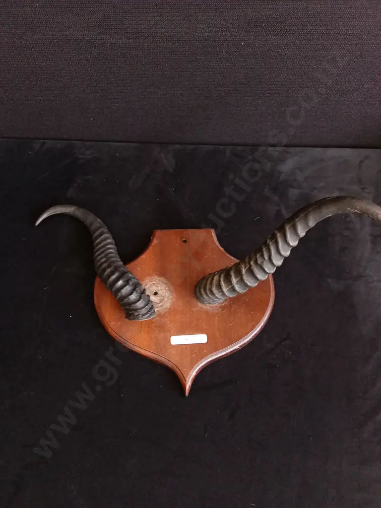 ANTELOPE HORNS TAXIDERMY MOUNT DAMAGED Image 1++