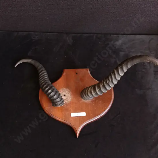 ANTELOPE HORNS TAXIDERMY MOUNT DAMAGED