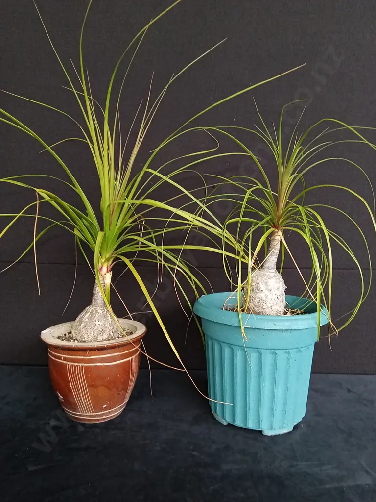 2 PLANTS AND 5 PIECES OF ART Image 1++