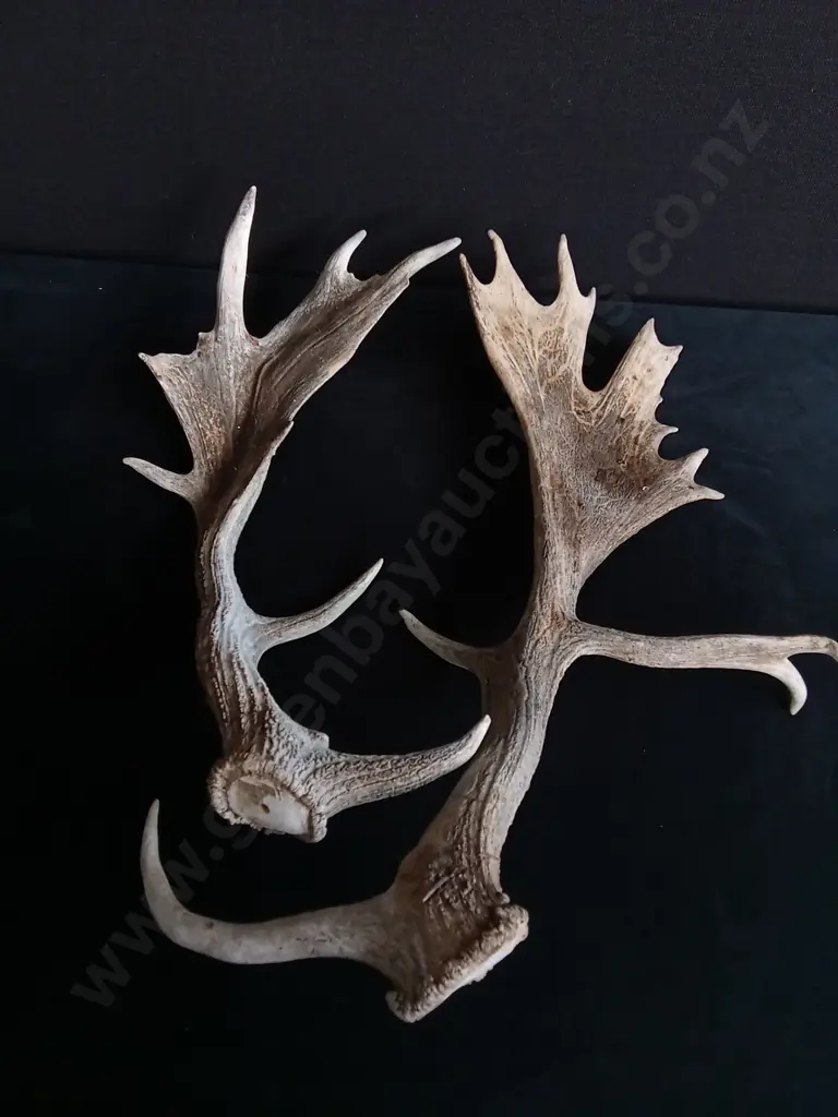 SET OF FALLOW DEER ANTLERS Image 1++