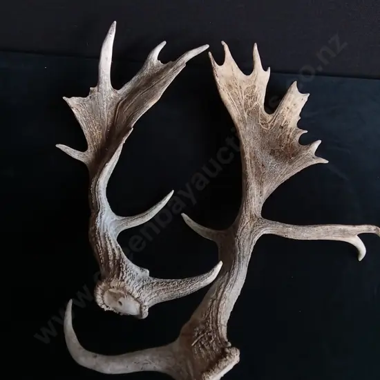 SET OF FALLOW DEER ANTLERS
