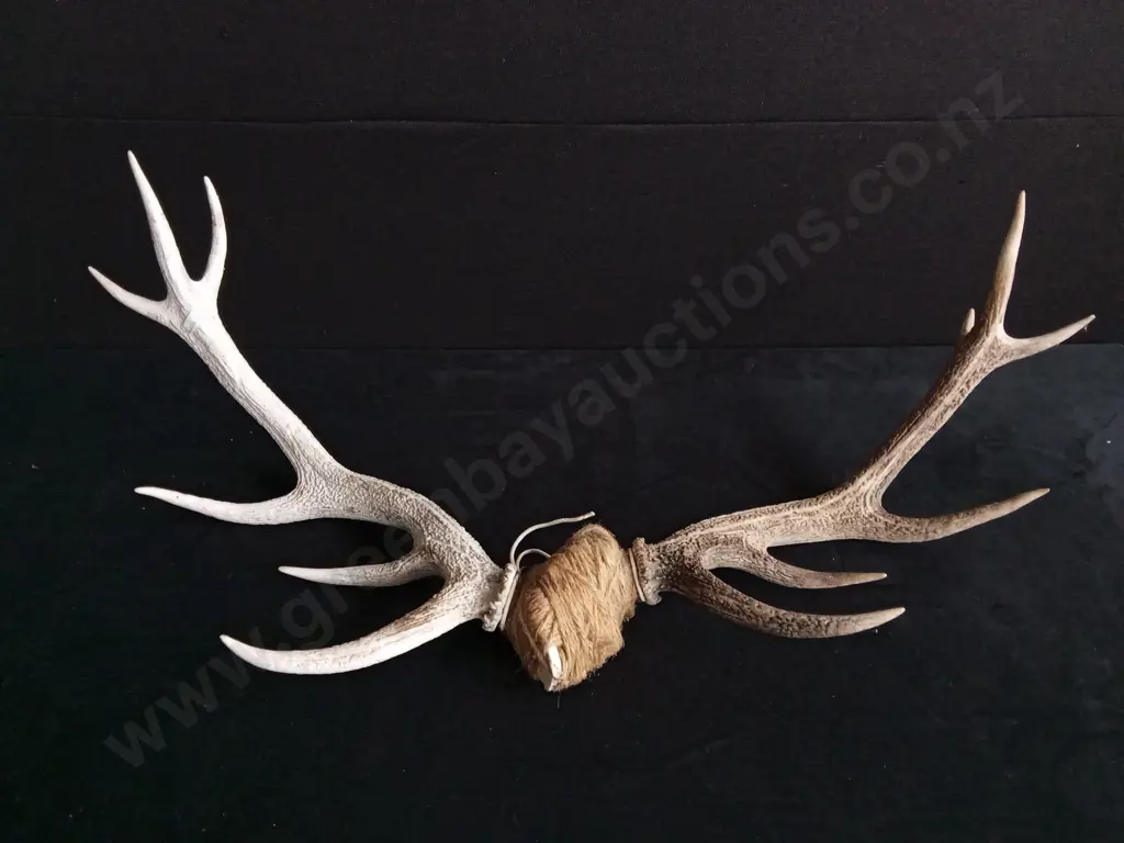 DEER ANTLERS Image 1++