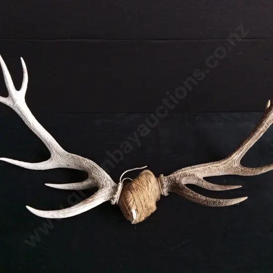 DEER ANTLERS