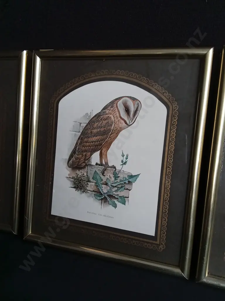 TRIO OF FRAMED VINTAGE OWL LITHOGRAPH PRINTS, EAGLE OWL, BARN OWL, TAWNY OWL Image 1++