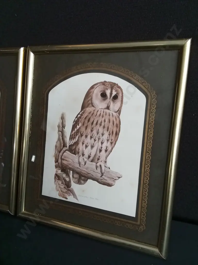 TRIO OF FRAMED VINTAGE OWL LITHOGRAPH PRINTS, EAGLE OWL, BARN OWL, TAWNY OWL Image 1++