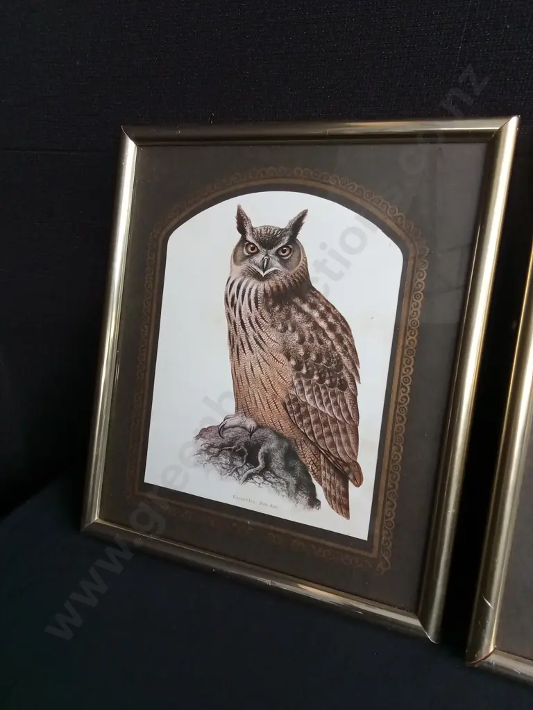 TRIO OF FRAMED VINTAGE OWL LITHOGRAPH PRINTS, EAGLE OWL, BARN OWL, TAWNY OWL Image 1++