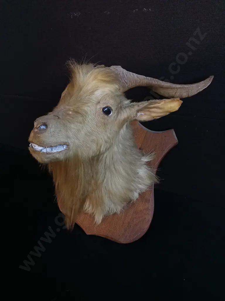 CATALINA GOAT AND WILD GOAT TAXIDERMY SHOULDER MOUNT WITH A PAIR OF GOAT HORNS Image 1++
