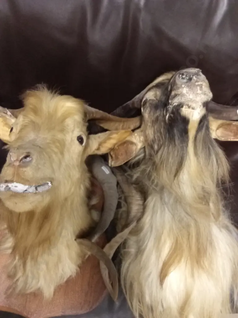 CATALINA GOAT AND WILD GOAT TAXIDERMY SHOULDER MOUNT WITH A PAIR OF GOAT HORNS Image 1++