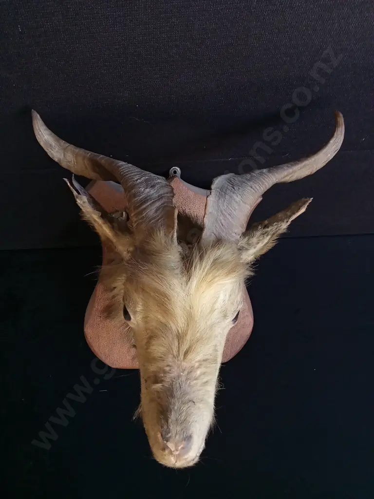 CATALINA GOAT AND WILD GOAT TAXIDERMY SHOULDER MOUNT WITH A PAIR OF GOAT HORNS Image 1++