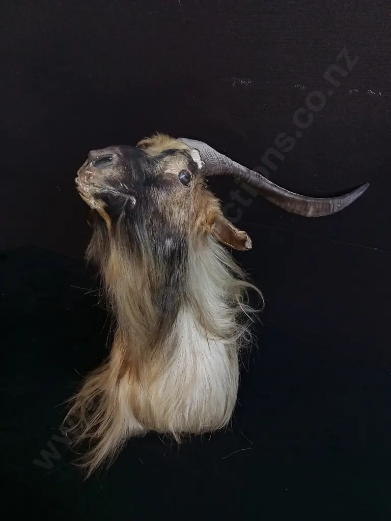 CATALINA GOAT AND WILD GOAT TAXIDERMY SHOULDER MOUNT WITH A PAIR OF GOAT HORNS Image 1++