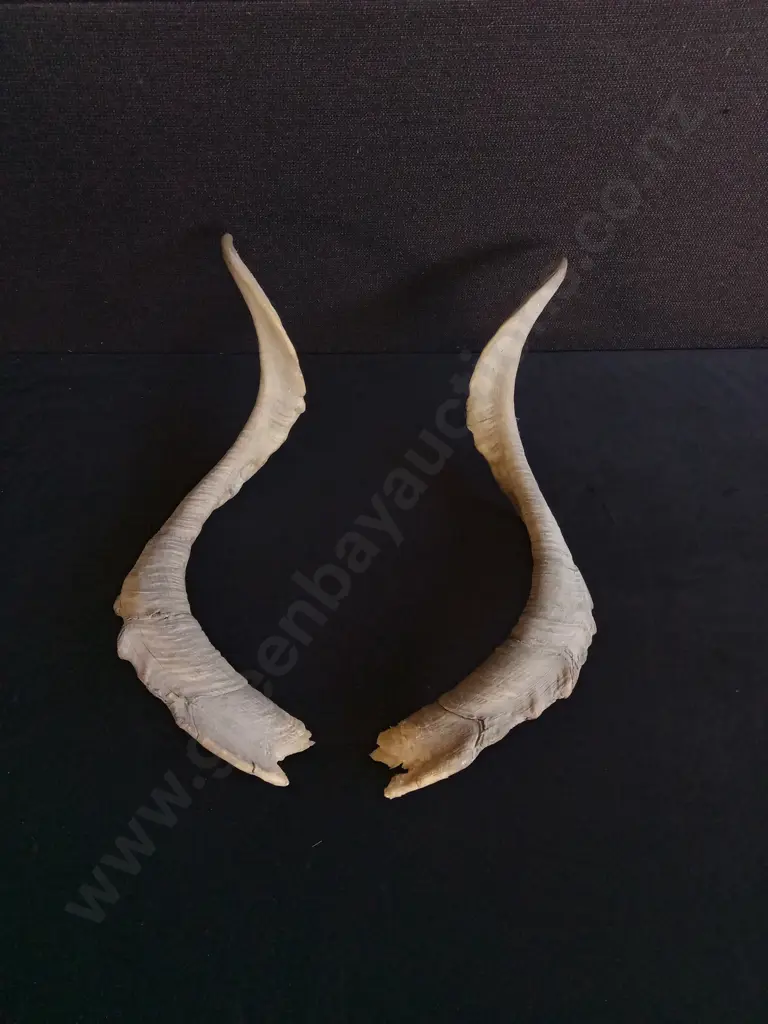 CATALINA GOAT AND WILD GOAT TAXIDERMY SHOULDER MOUNT WITH A PAIR OF GOAT HORNS Image 1++