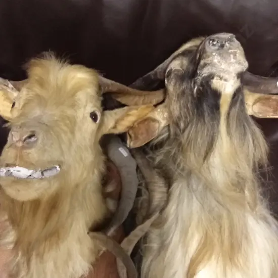 CATALINA GOAT AND WILD GOAT TAXIDERMY SHOULDER MOUNT WITH A PAIR OF GOAT HORNS