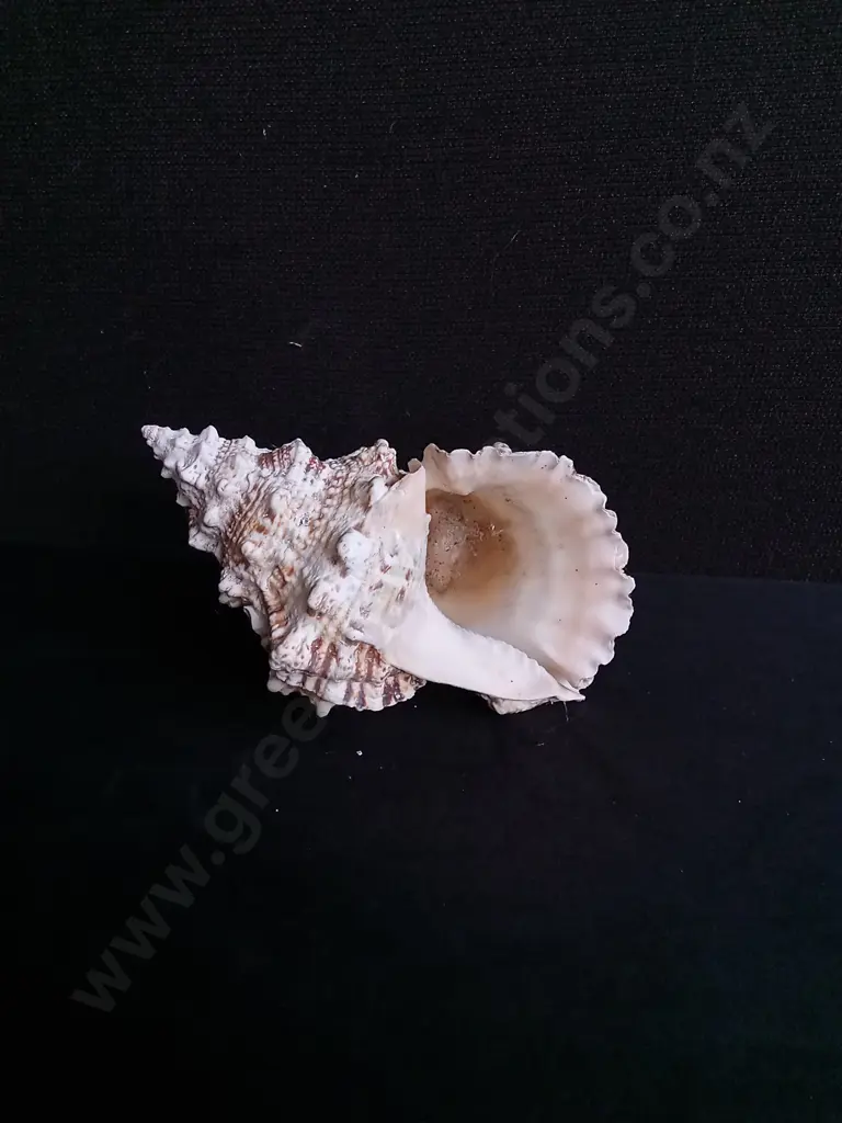 FROG SHELL AND IMPERIAL VOLUTE SHELL Image 1++