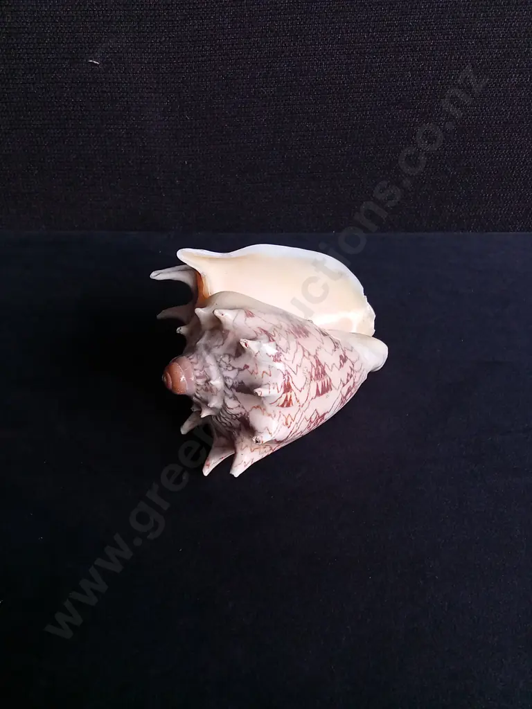 FROG SHELL AND IMPERIAL VOLUTE SHELL Image 1++