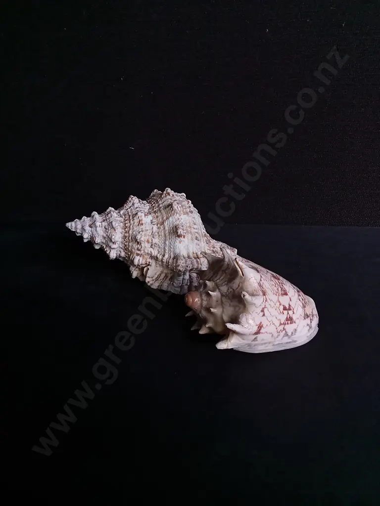 FROG SHELL AND IMPERIAL VOLUTE SHELL Image 1++