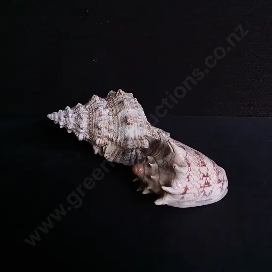 FROG SHELL AND IMPERIAL VOLUTE SHELL