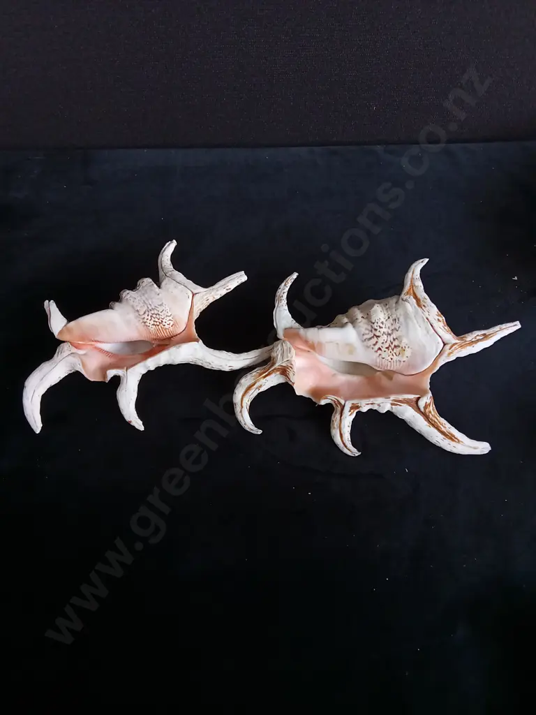 2 SPIDER CONCH SHELLS Image 1++
