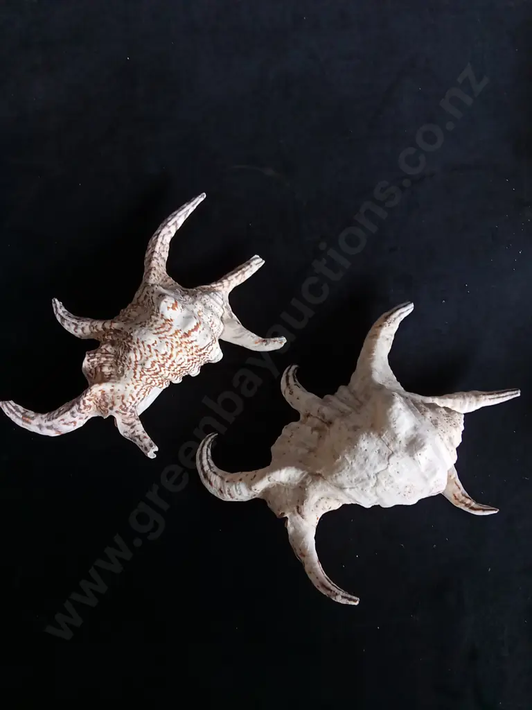 2 SPIDER CONCH SHELLS Image 1++