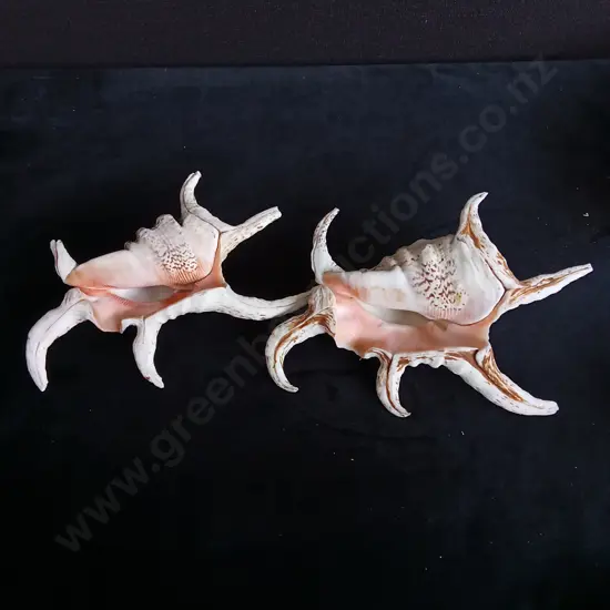 2 SPIDER CONCH SHELLS