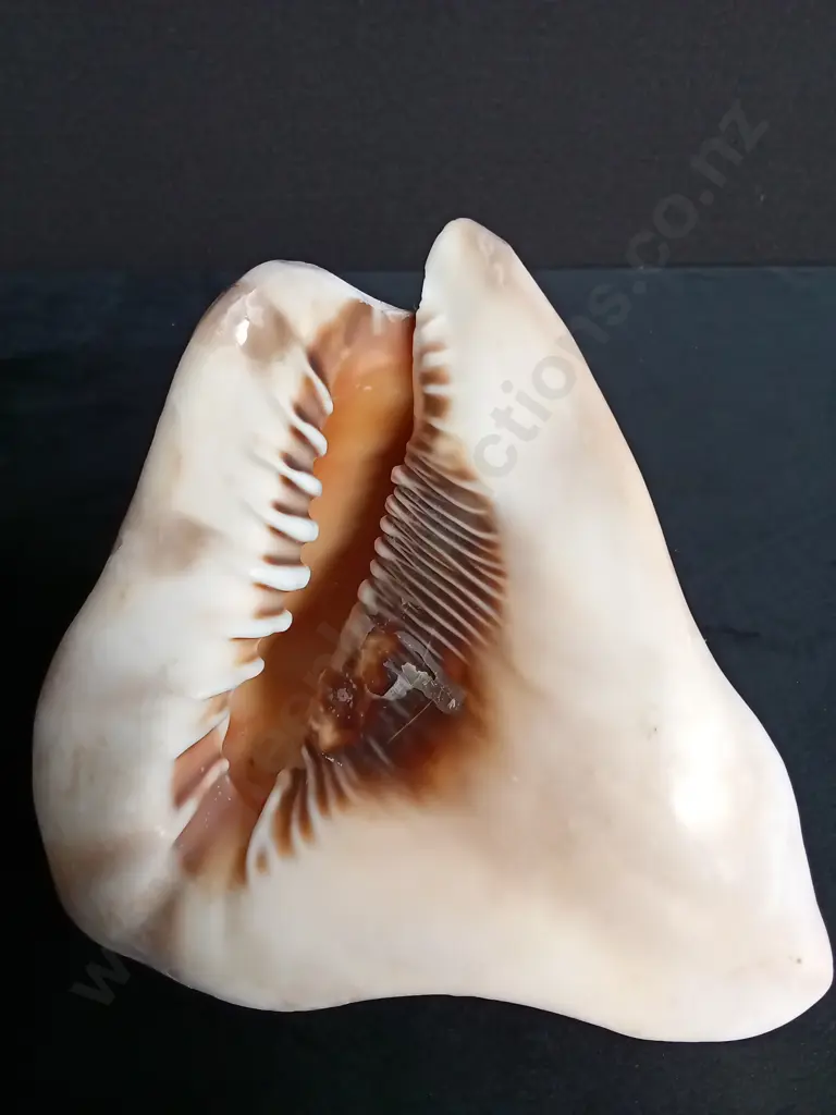 CASSIS CORNUTA SHELL Image 1++
