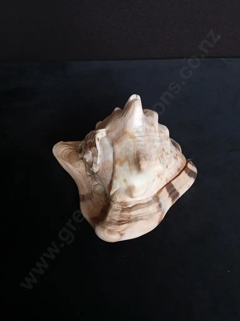 CASSIS CORNUTA SHELL Image 1++