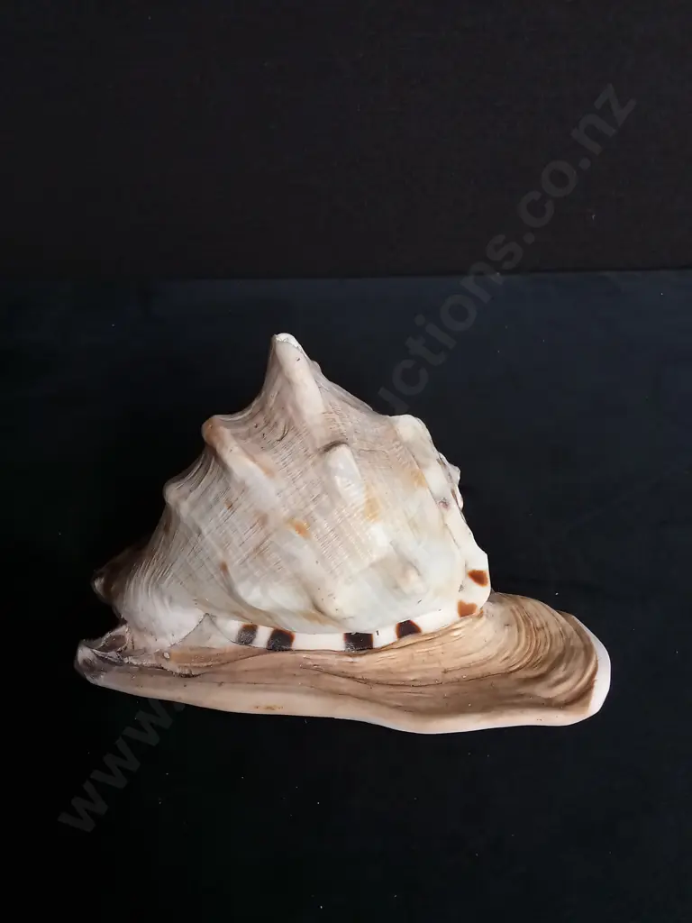 CASSIS CORNUTA SHELL Image 1++