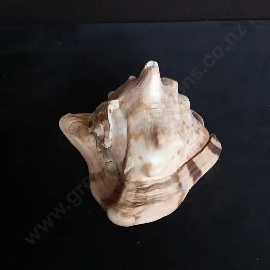CASSIS CORNUTA SHELL