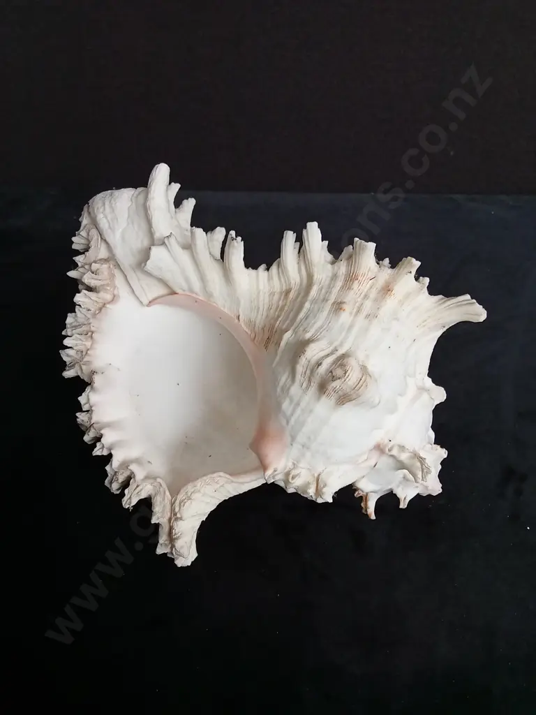 RAMOSE MUREX SHELL Image 1++
