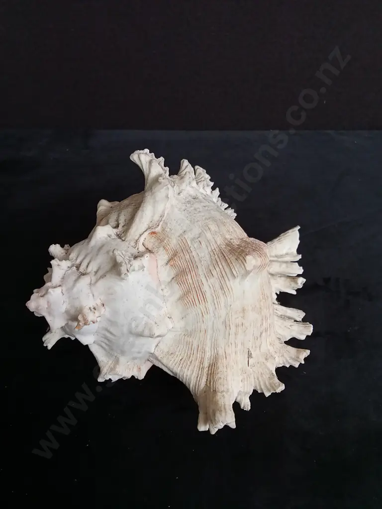RAMOSE MUREX SHELL Image 1++