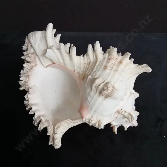 RAMOSE MUREX SHELL