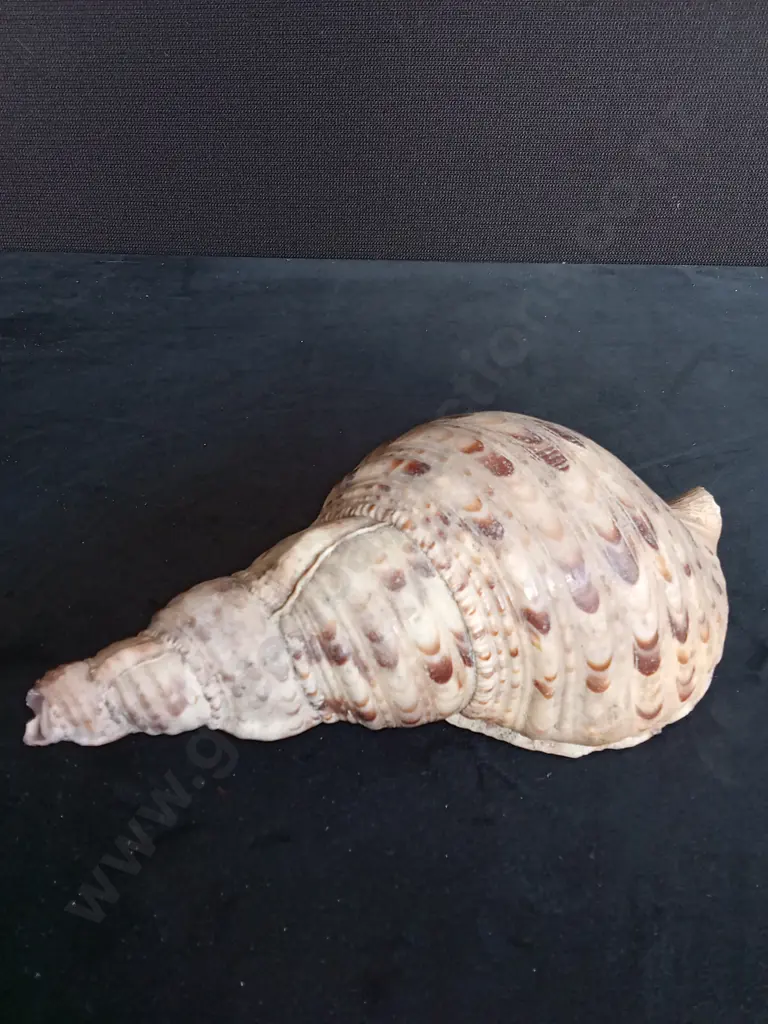 CHARONIA TRITONIS SHELL Image 1++
