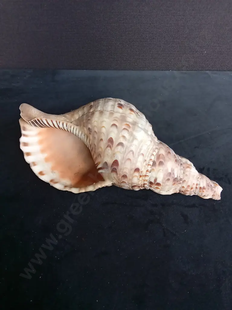 CHARONIA TRITONIS SHELL Image 1++