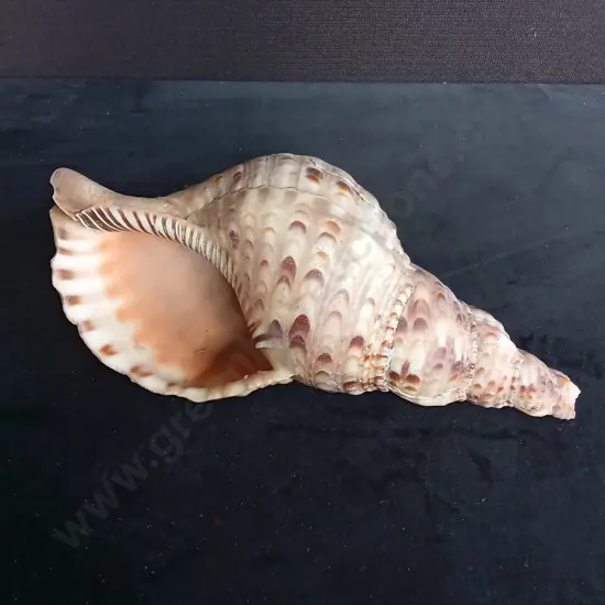 CHARONIA TRITONIS SHELL