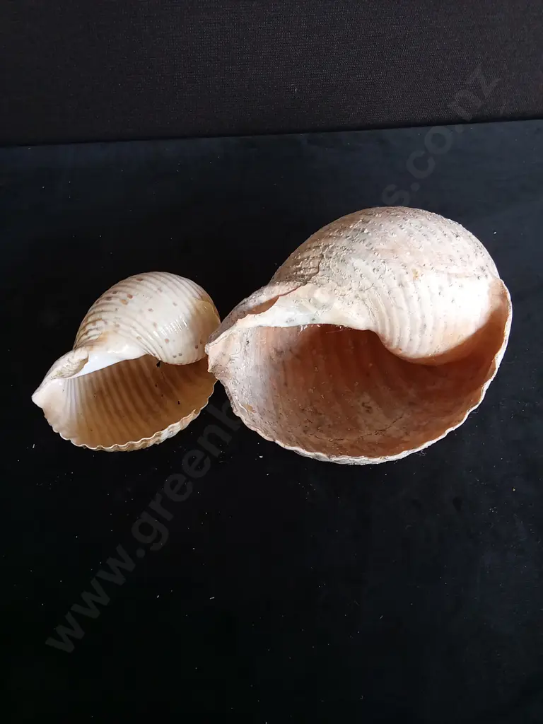 2 TURBAN SHELLS Image 1++