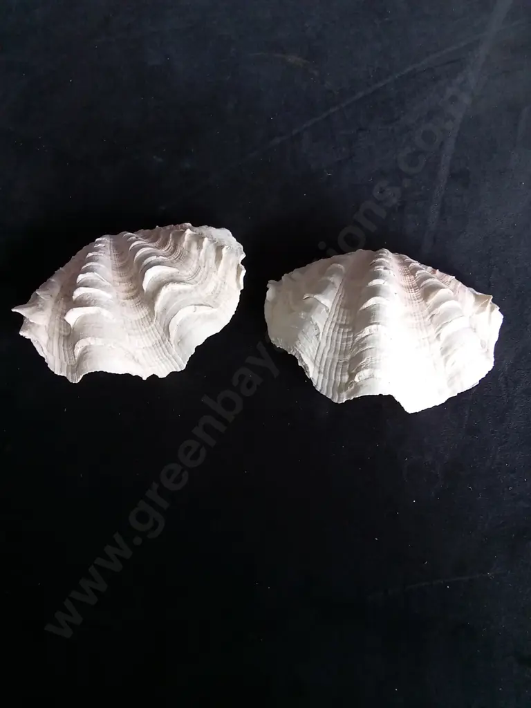 2 CLAM SHELLS Image 1++
